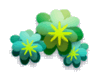 Hawaii State Flower